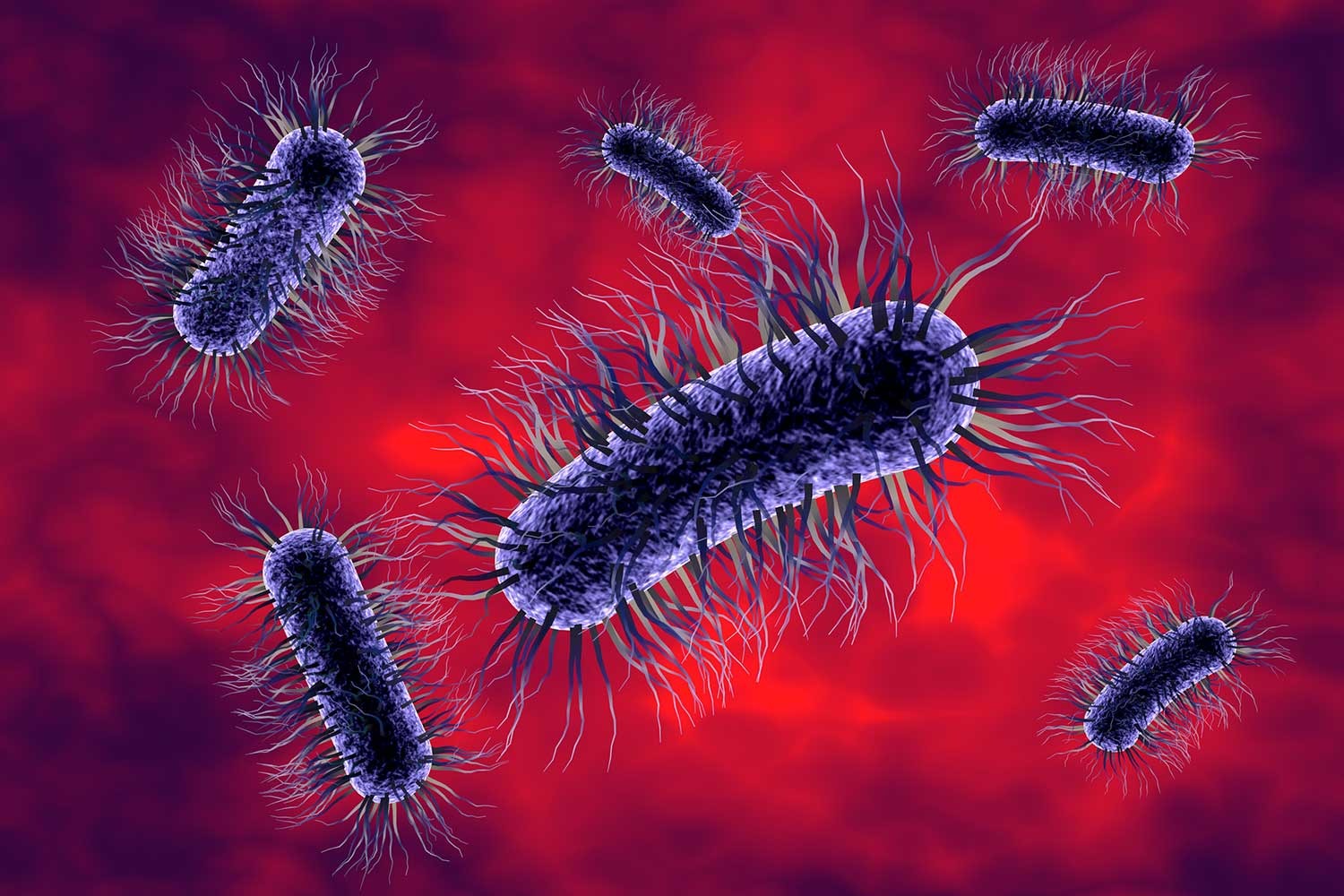 bacteria graphic
